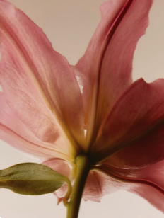 Your Nervous System: The Hidden Key to Healthy, Glowing Skin