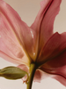 Your Nervous System: The Hidden Key to Healthy, Glowing Skin